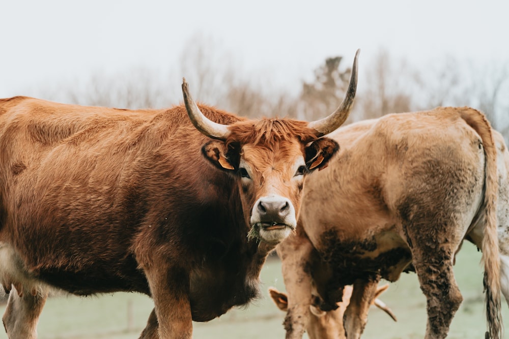 brown cow on green grass field during daytime