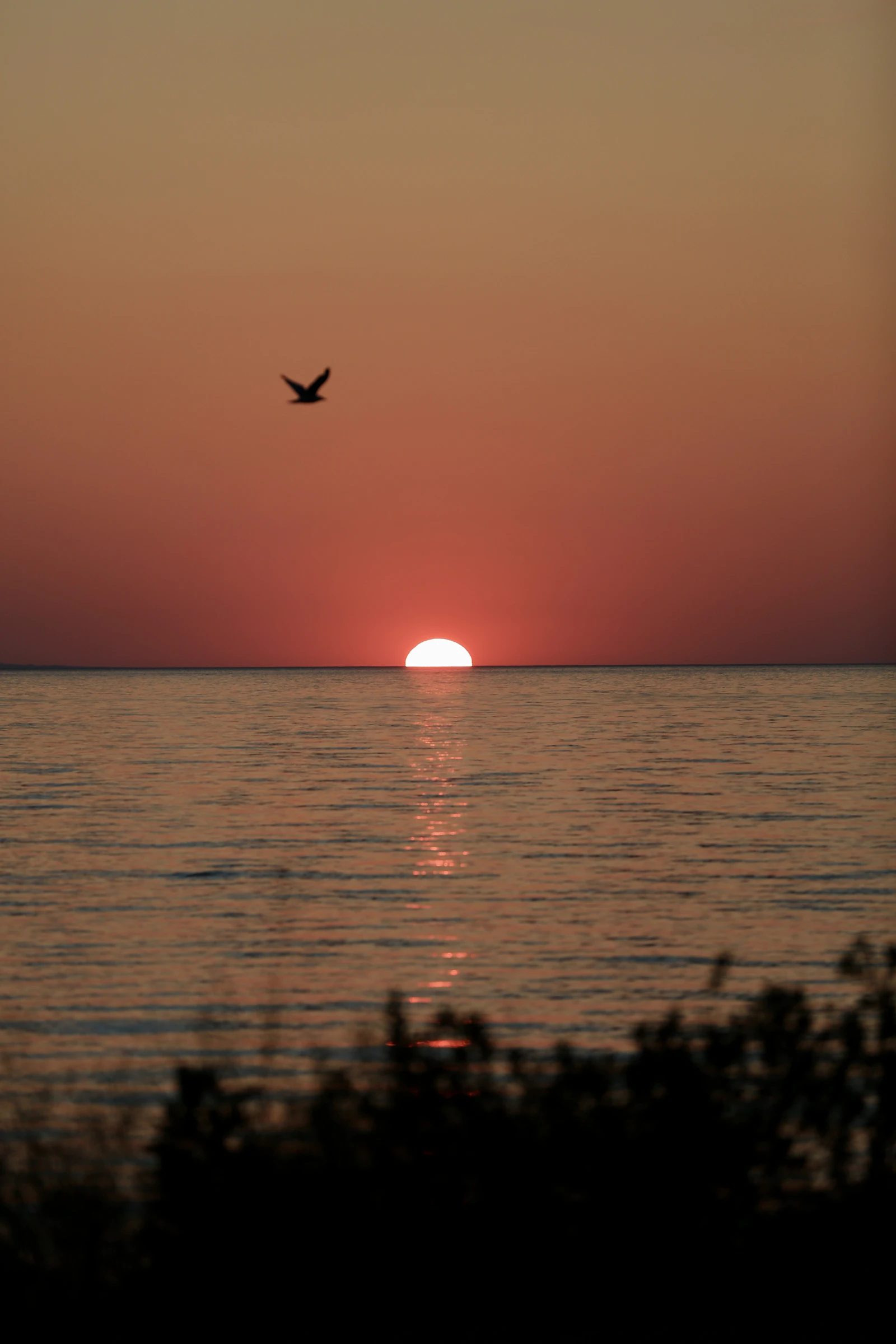 A bird flying over the water at sunset near Wasaga Beach