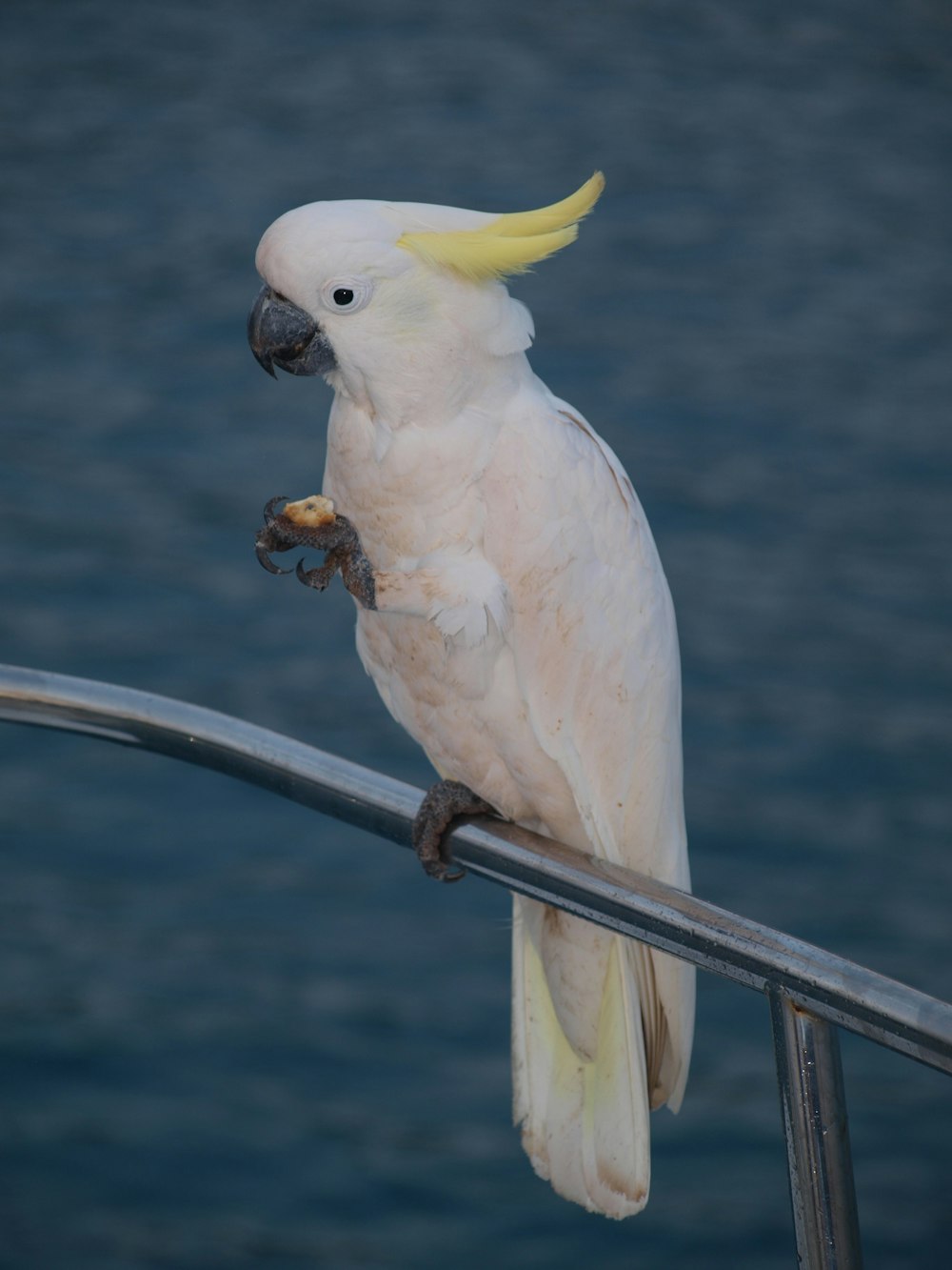 white bird on brown wooden stick