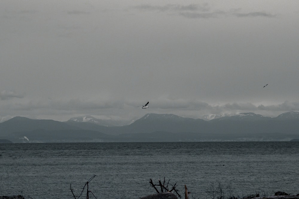 black bird flying over the sea during daytime