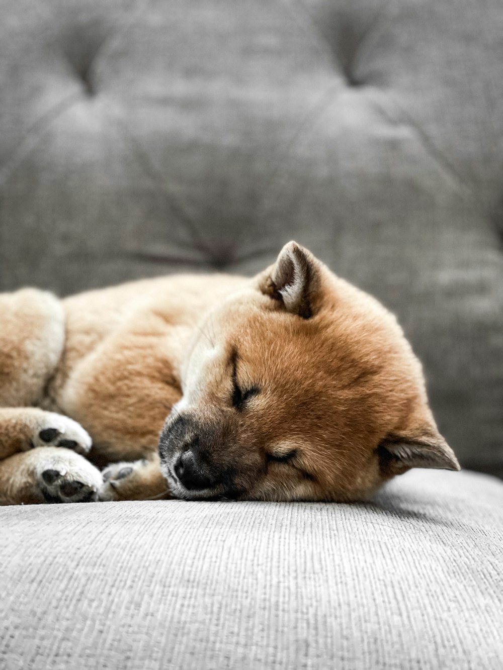brown short coated puppy lying on white textile