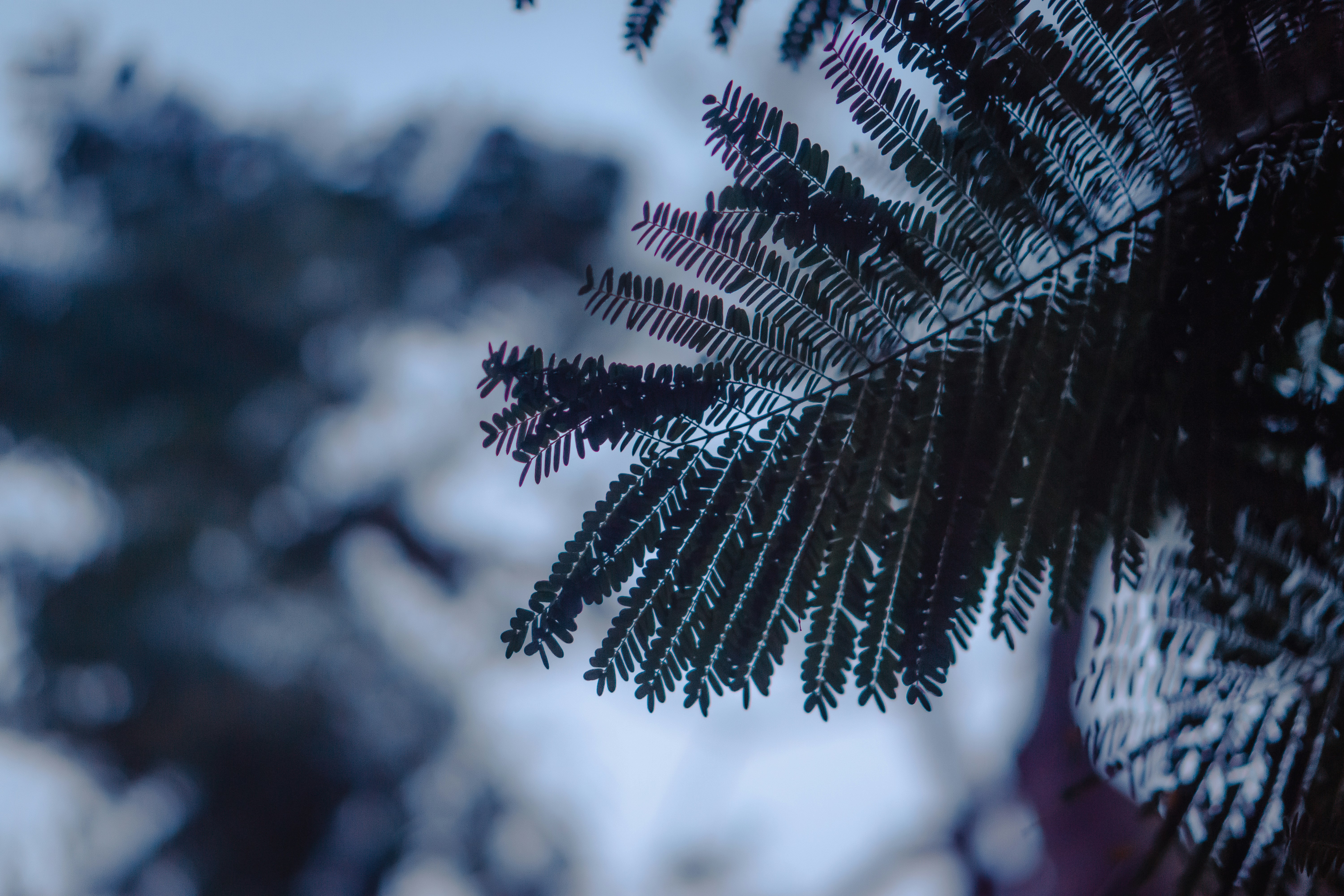 Photo by shuvrosettledown