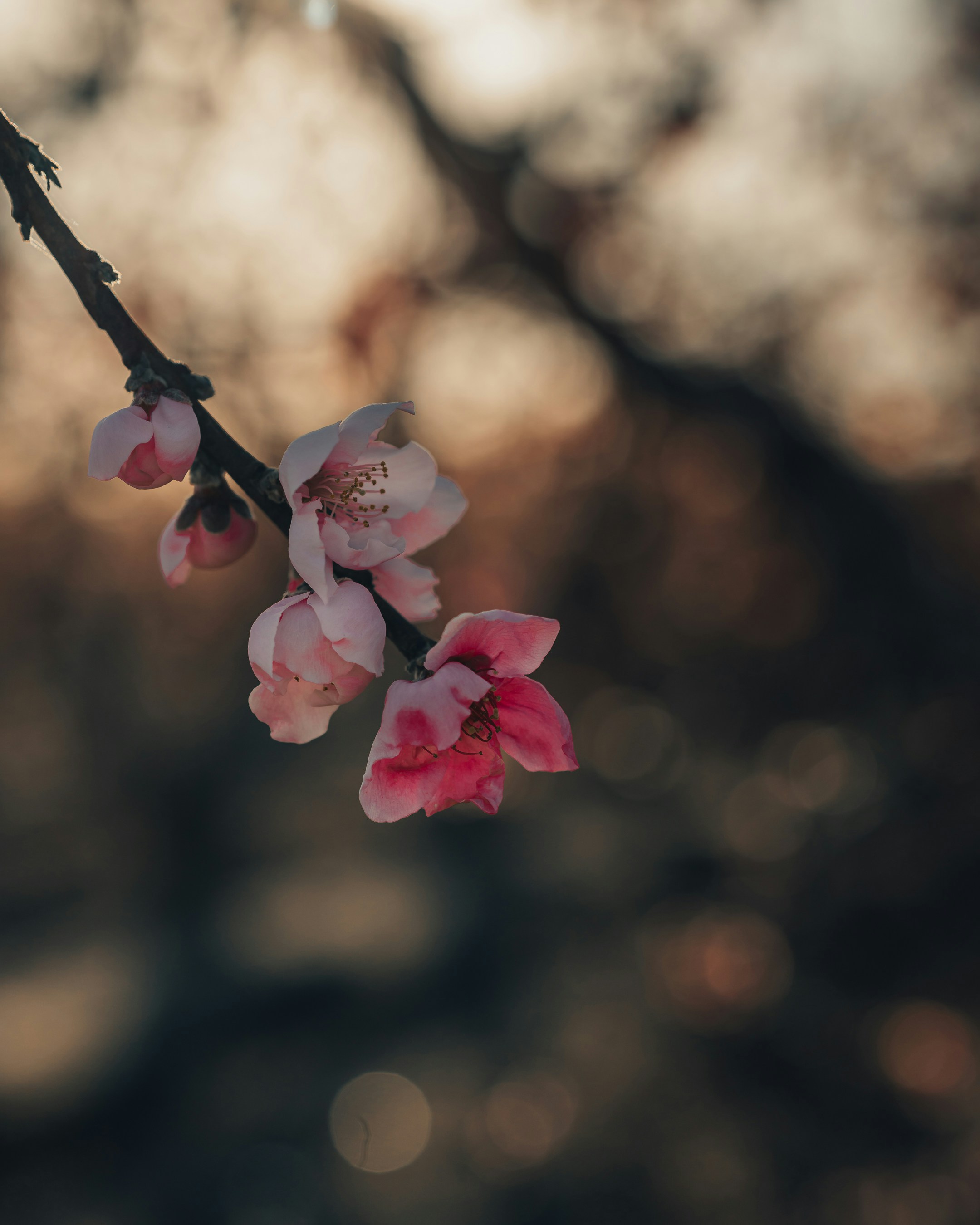 Photo by lazrodriguez__