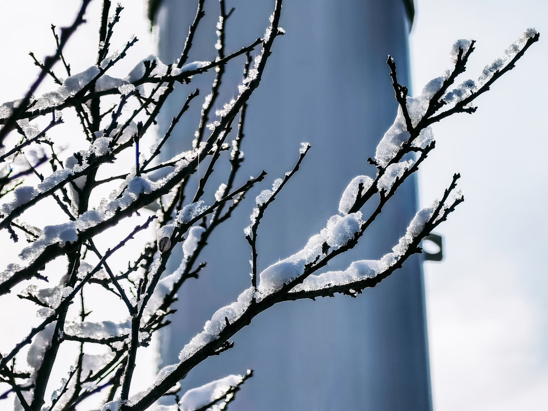 brown tree branch with snow