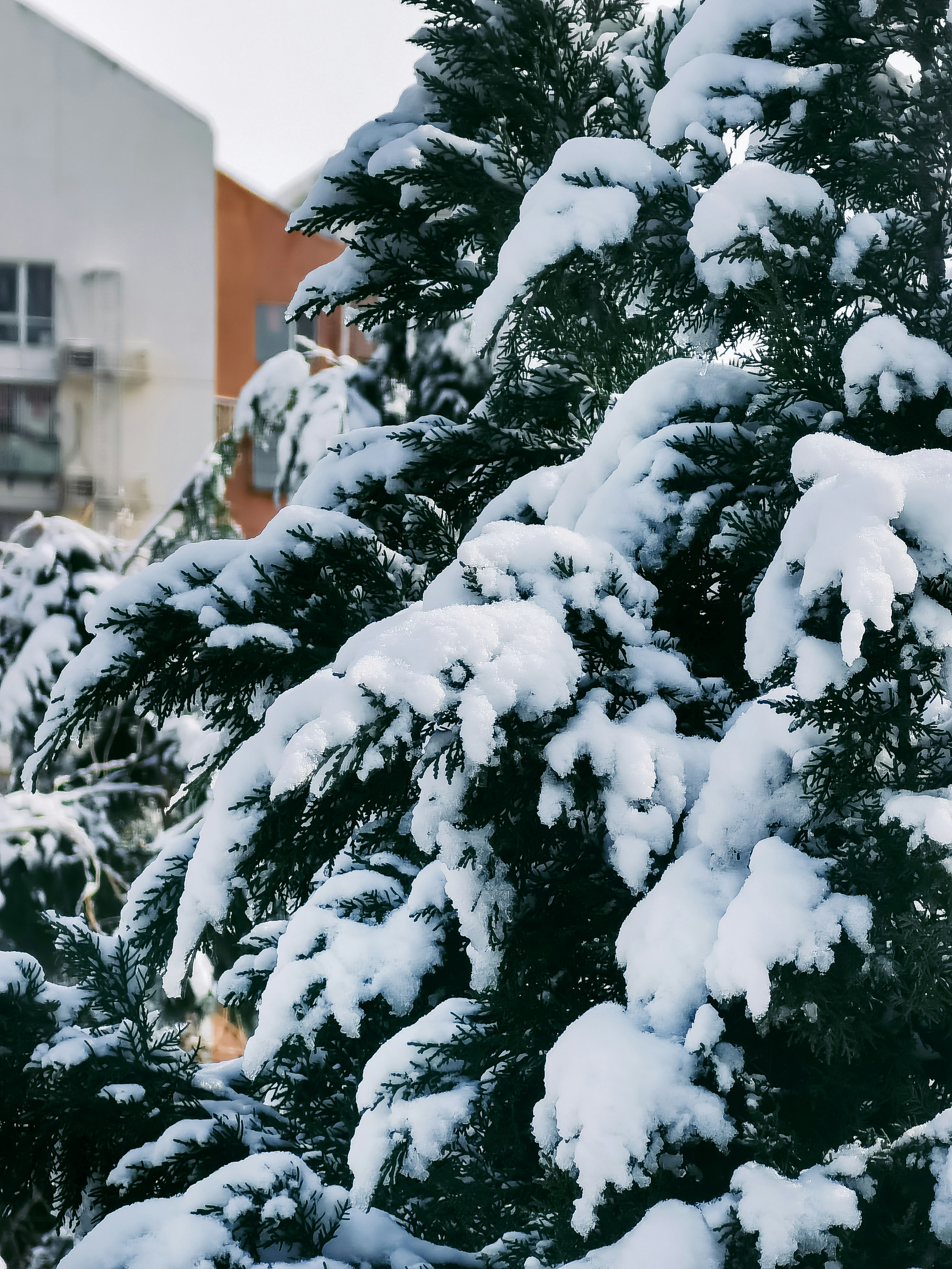snow covered tree during daytime