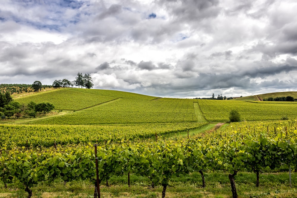 green grass field under cloudy sky during daytime