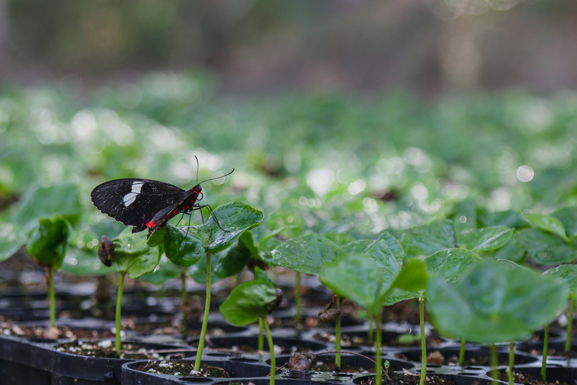black and white butterfly perched on green leaf in close up photography during daytime
