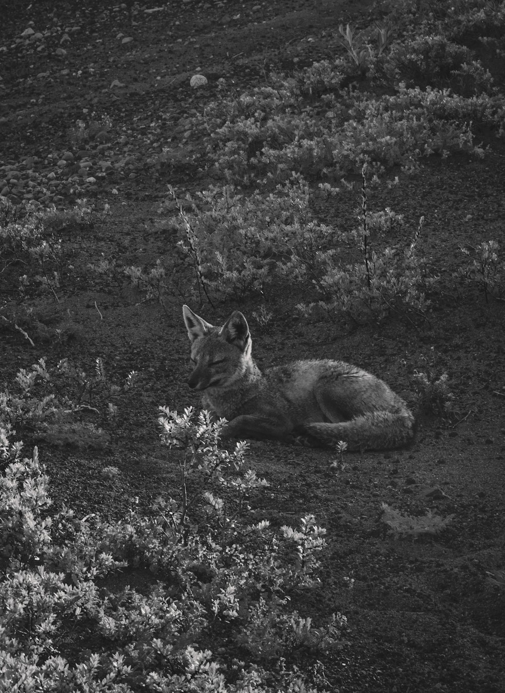 fox on grass field in grayscale photography