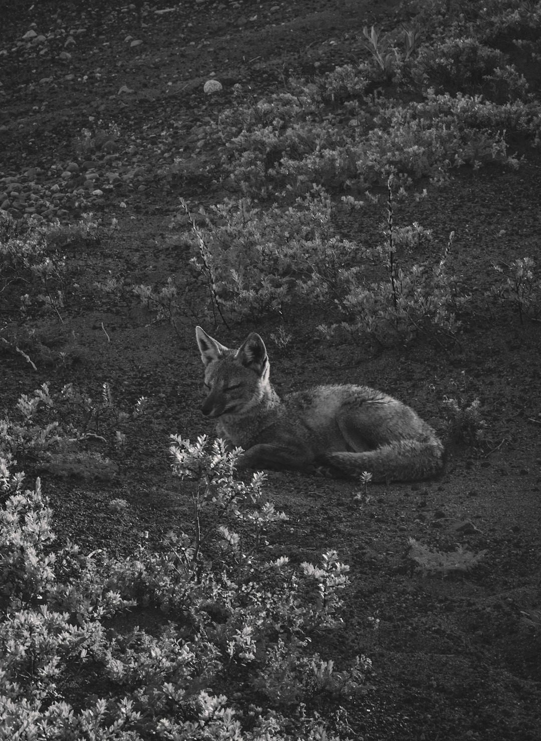 fox on grass field in grayscale photography