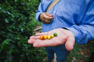 person holding orange round fruits