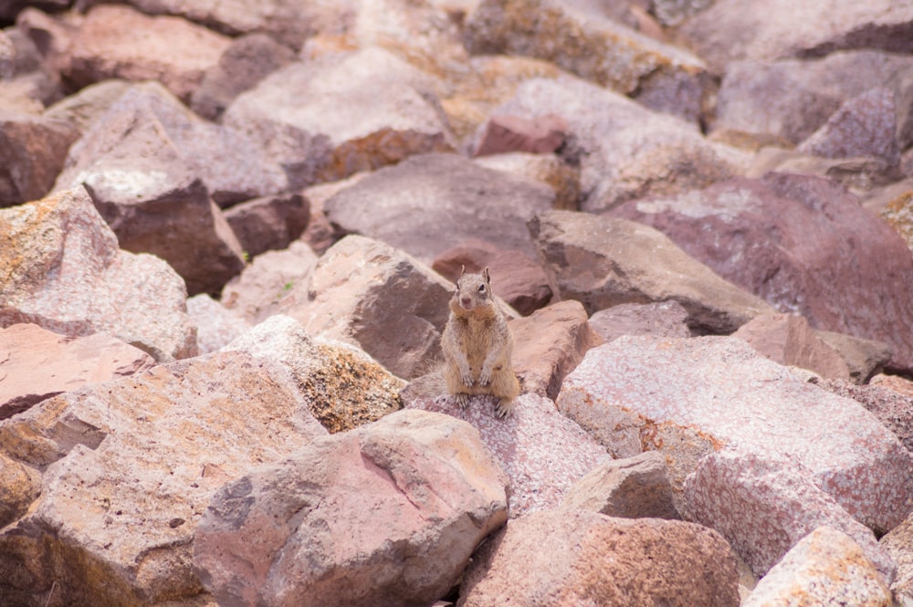 brown rabbit on brown rock