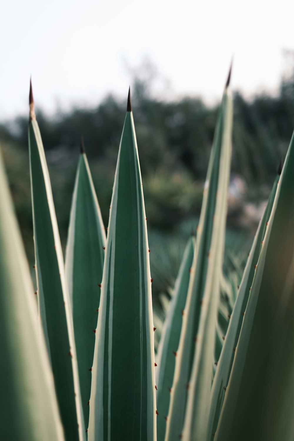 green leaf plant during daytime