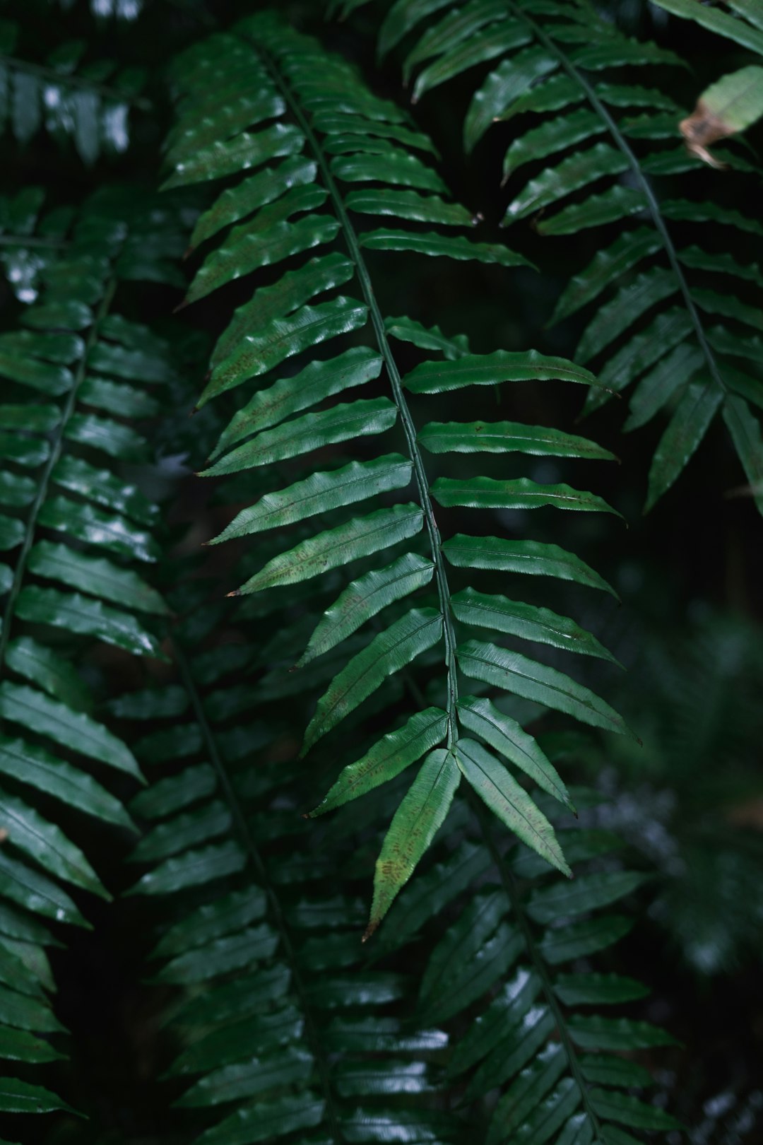 green leaves in close up photography