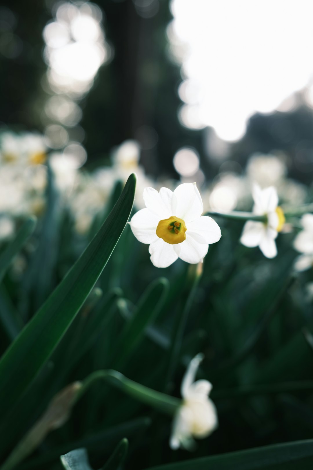 white flower with green leaves