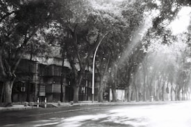 A black and white photograph of a quiet street, flanked by tall trees casting shadows. Sunlight streams through the foliage, creating rays across the pavement. The street appears empty, and an old building with barred windows is partially visible on the left.