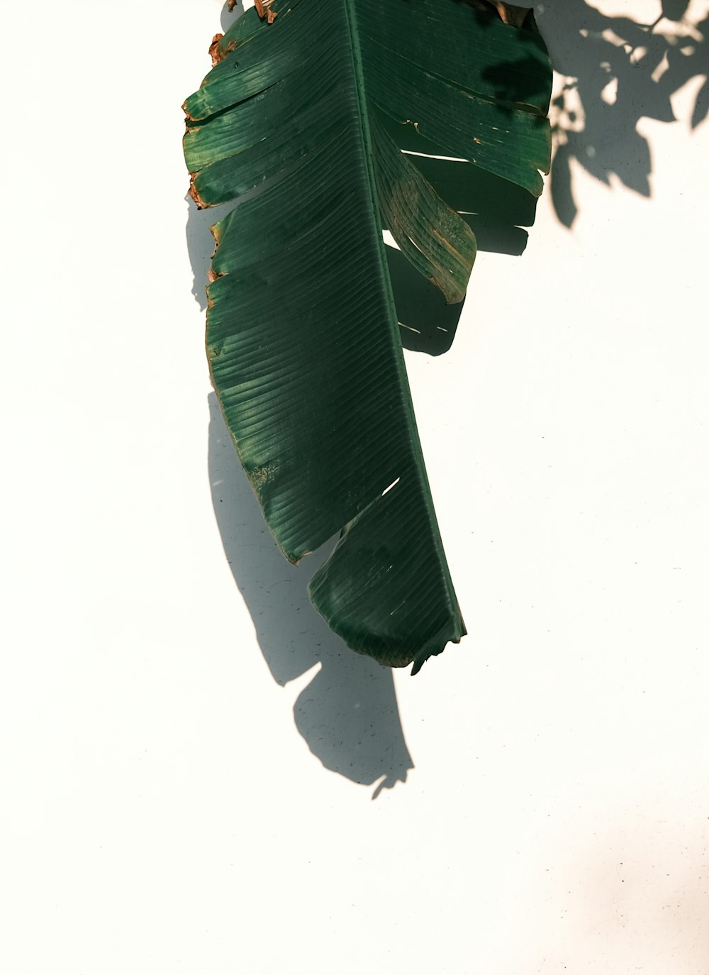 grünes Blatt mit weißem Hintergrund