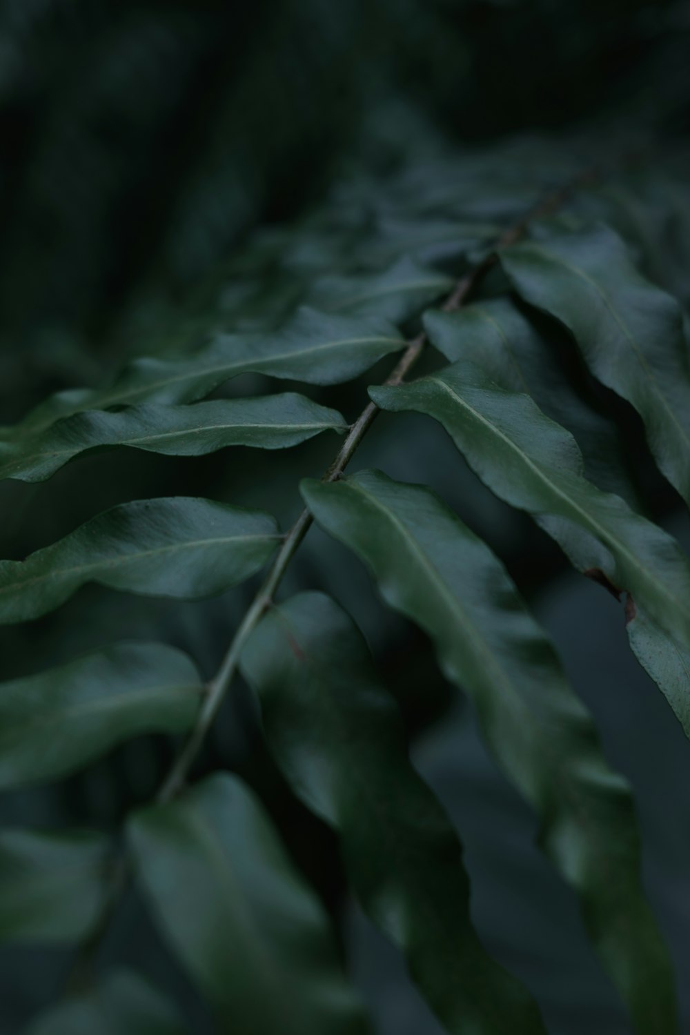 green leaves in close up photography