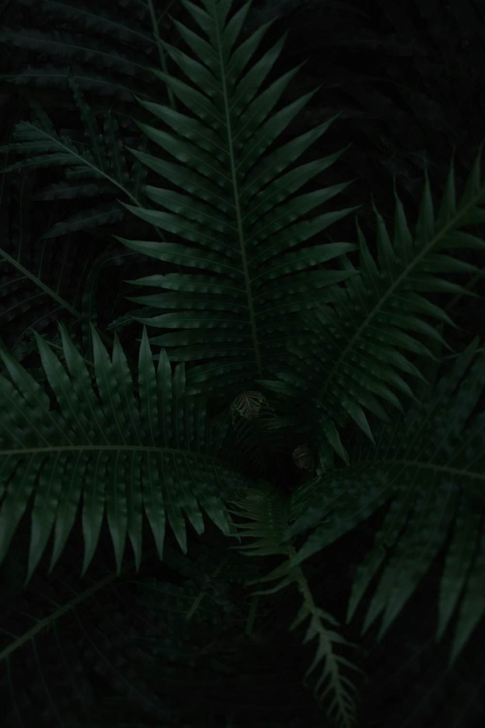 green fern plant during daytime