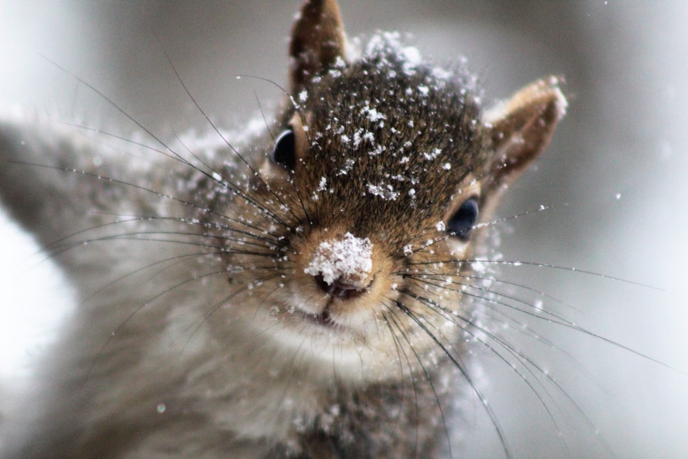 brown and white squirrel on white snow