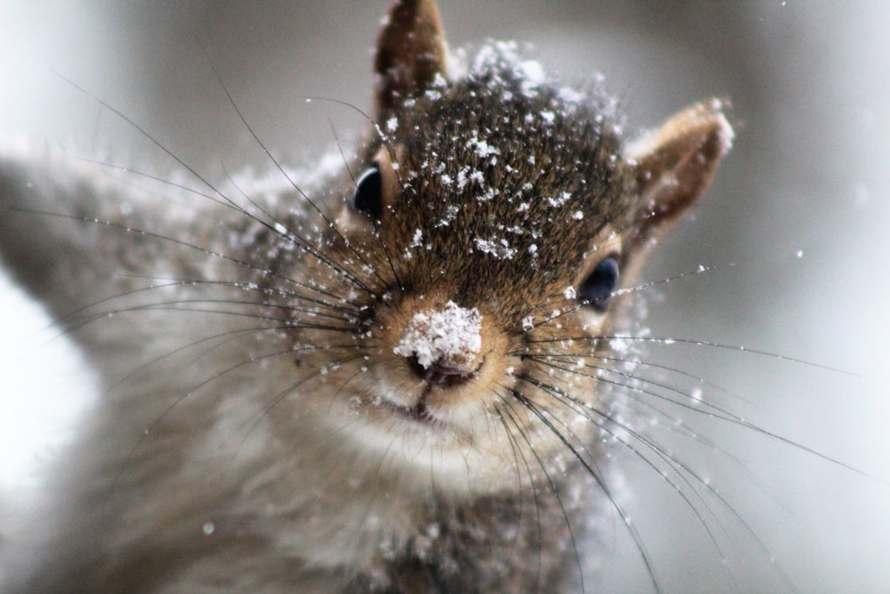 Braunes und weißes Eichhörnchen auf weißem Schnee