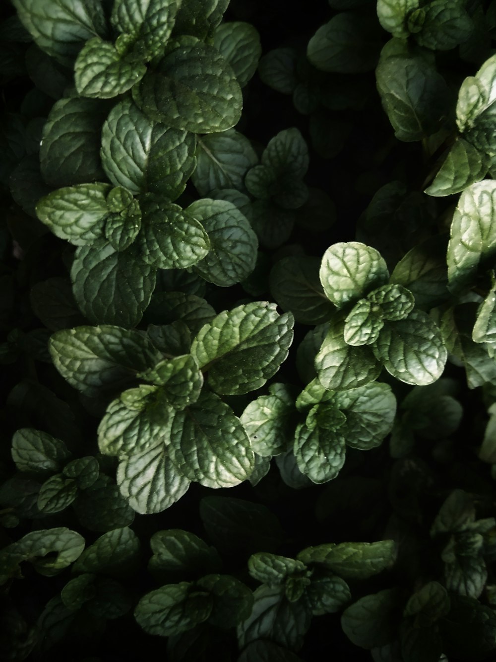 green leaves in close up photography