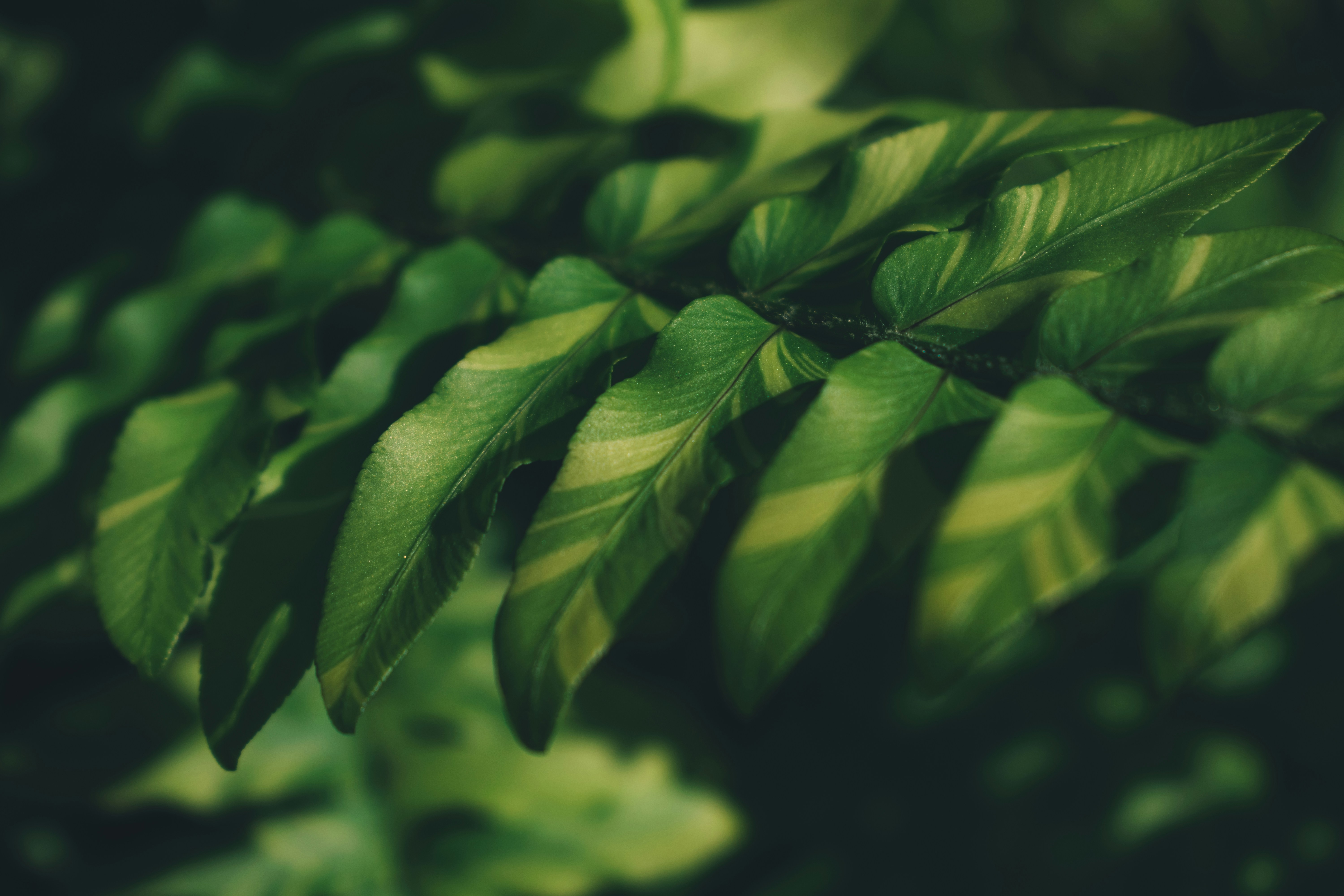 Photo by ivandwisamudra