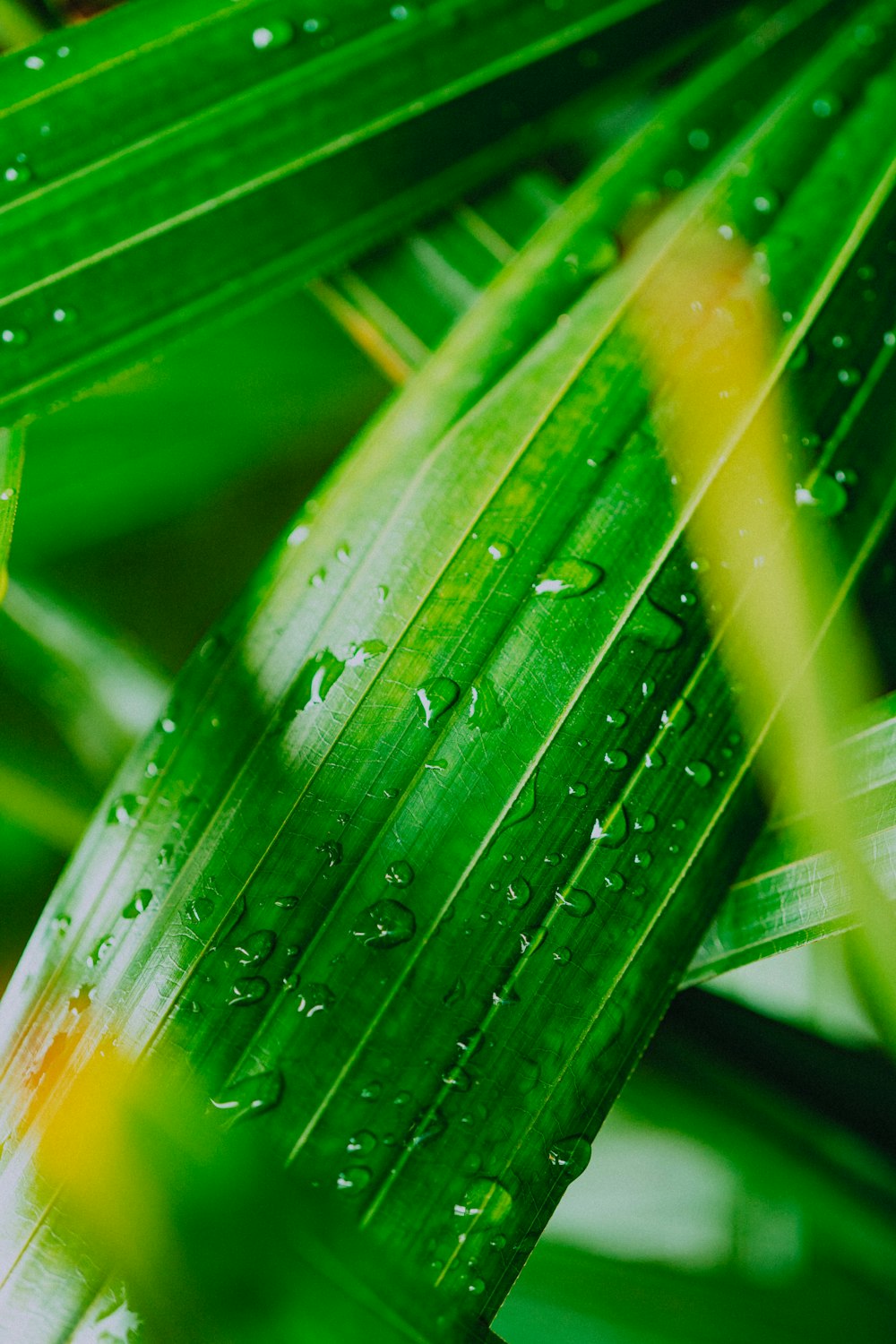 water droplets on green leaf