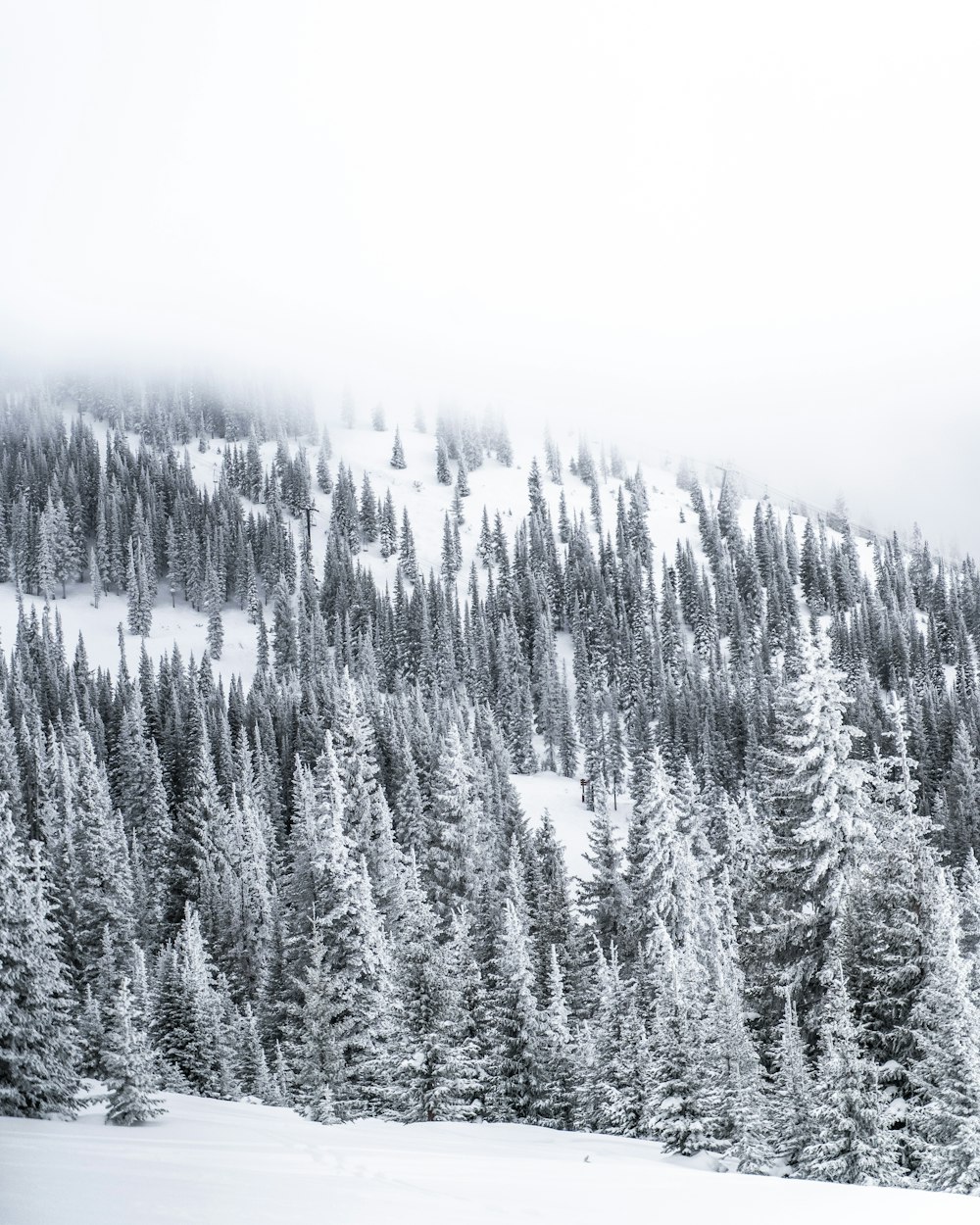 grayscale photo of pine trees