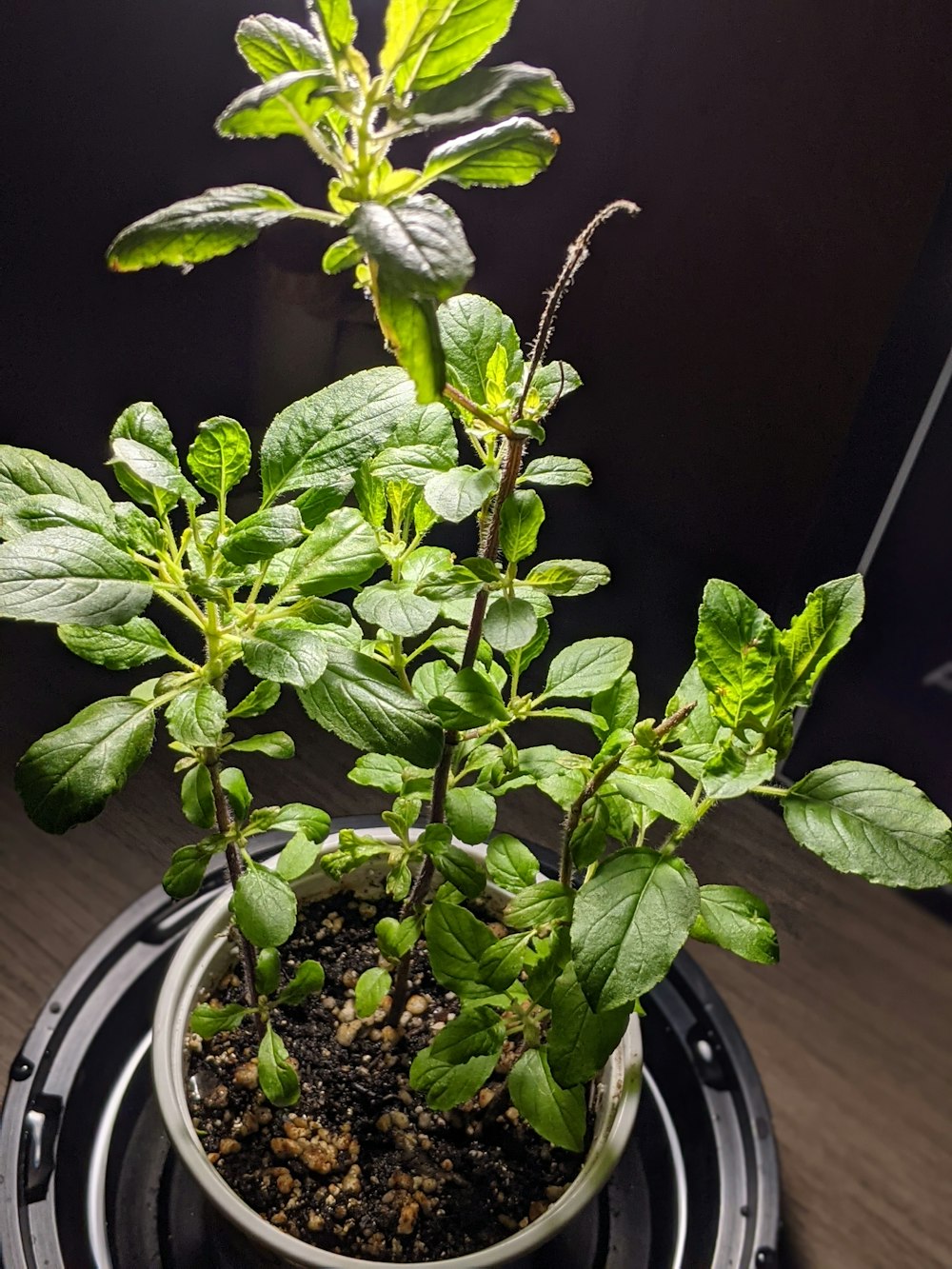 green plant on white ceramic pot