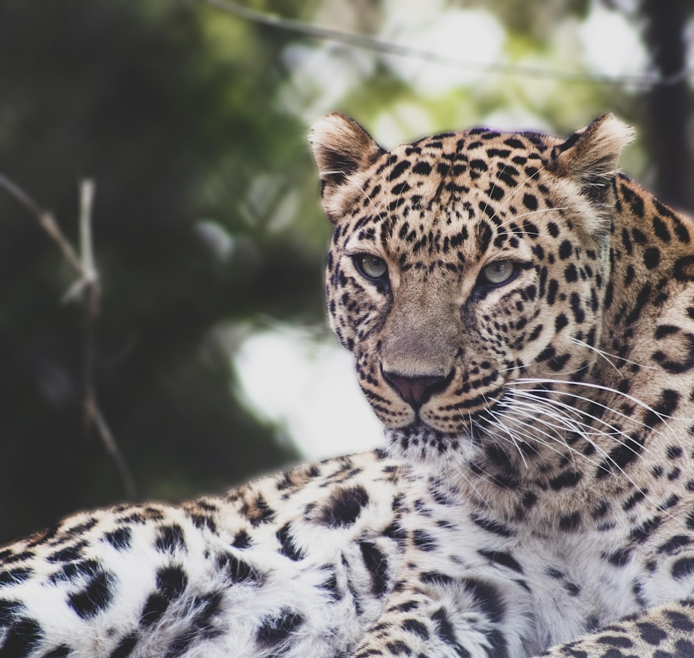 leopard lying on black and white textile