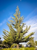 A tall evergreen tree with symmetrical branches and lush green needles stands against a bright blue sky. Below the tree, there is a patch of green grass and other vegetation. In the background, some power lines and the tops of buildings are visible.