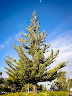 A tall evergreen tree with symmetrical branches and lush green needles stands against a bright blue sky. Below the tree, there is a patch of green grass and other vegetation. In the background, some power lines and the tops of buildings are visible.