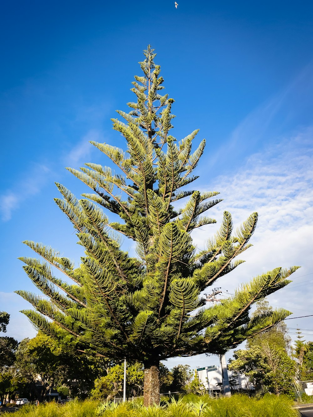 green pine tree under blue sky during daytime