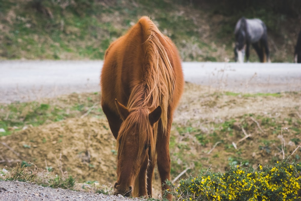 brown horse eating grass during daytime