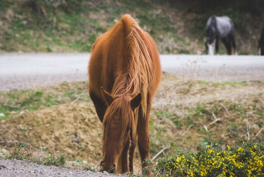 brown horse eating grass during daytime in Oran Algeria