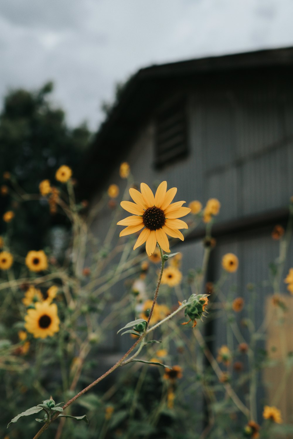 yellow sunflower in bloom during daytime