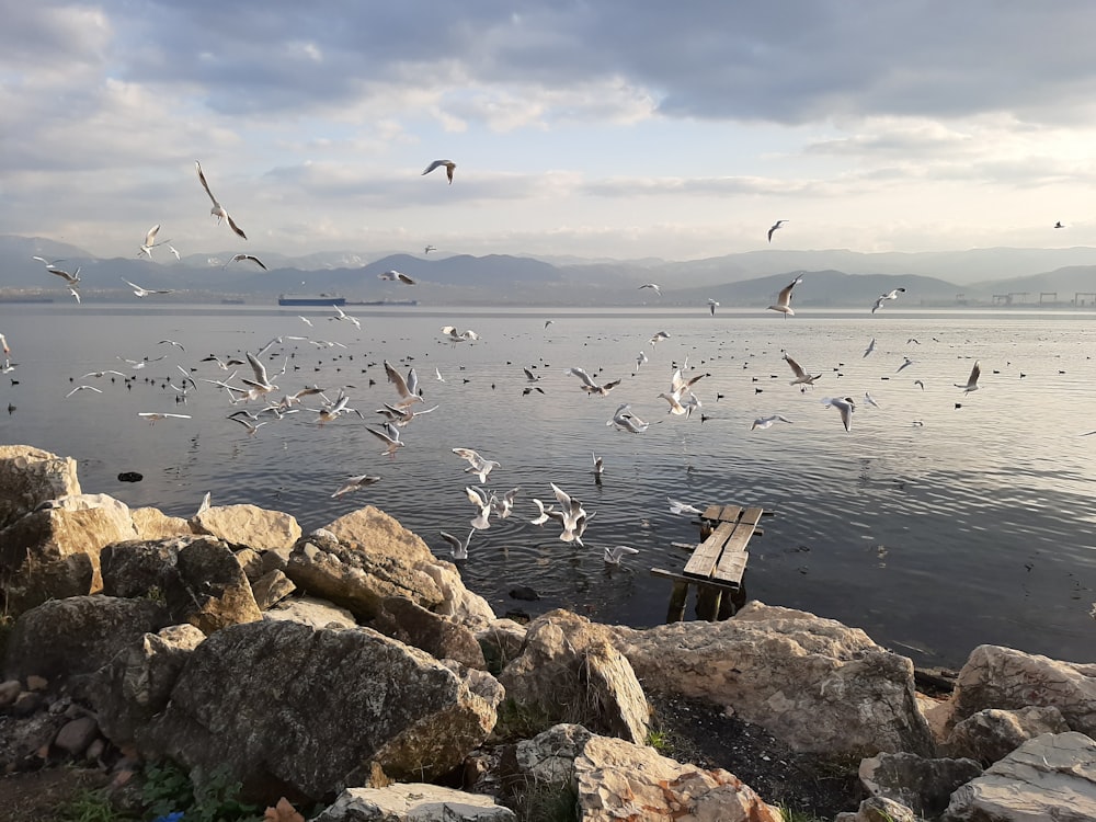 birds flying over the sea during daytime