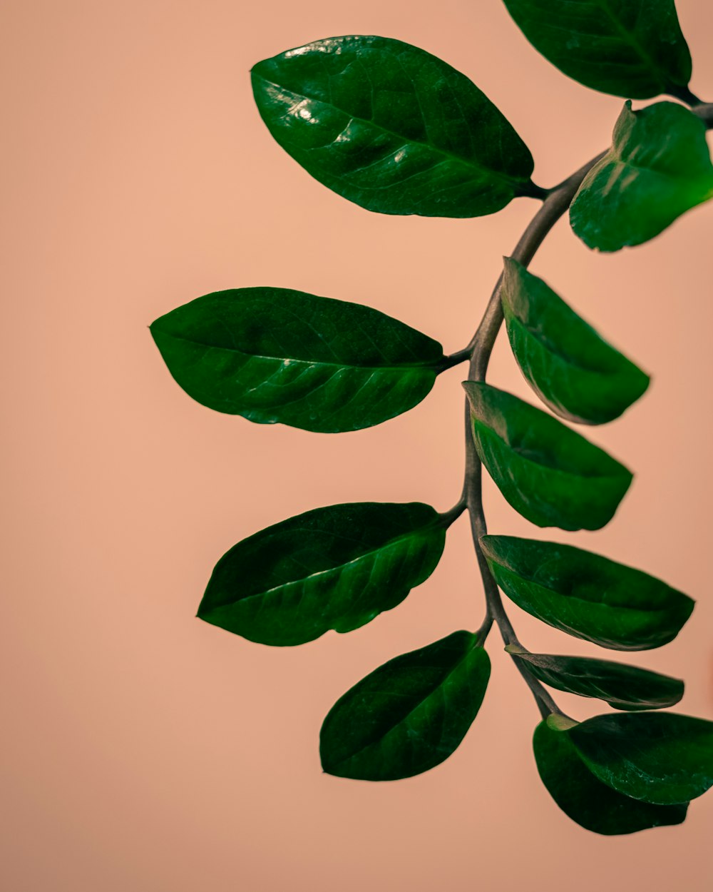 green leaves on white background