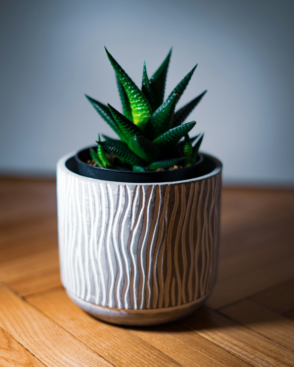green plant on white and brown ceramic pot