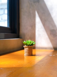A cozy corner with a mix of succulents and cacti beside a window with sunlight streaming in