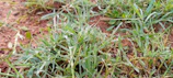 Close-up of healthy crops growing in fertile soil with morning dew.