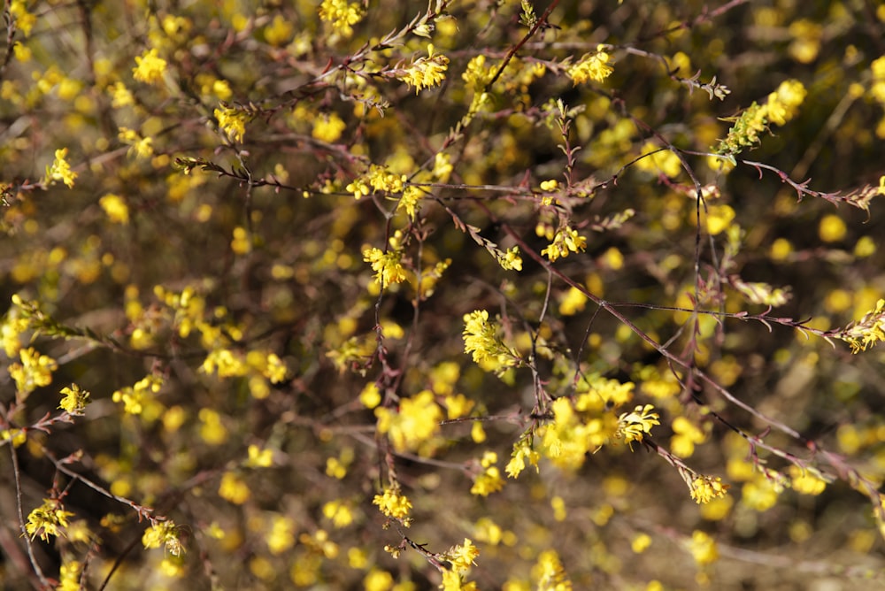 yellow flowers on brown tree branch