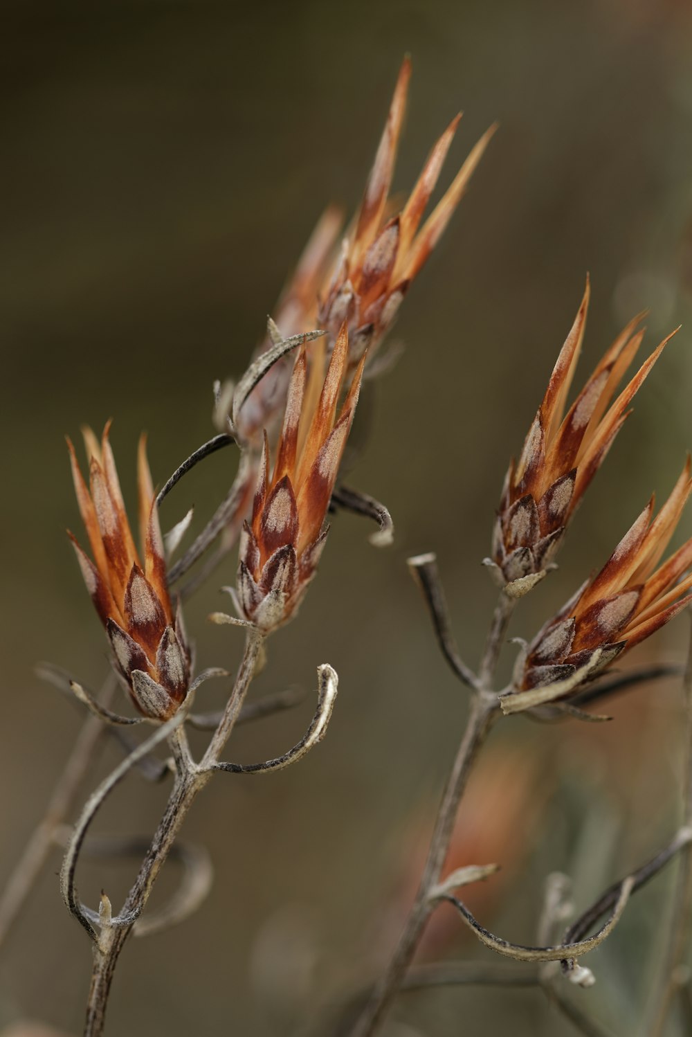 red and white flower buds in tilt shift lens