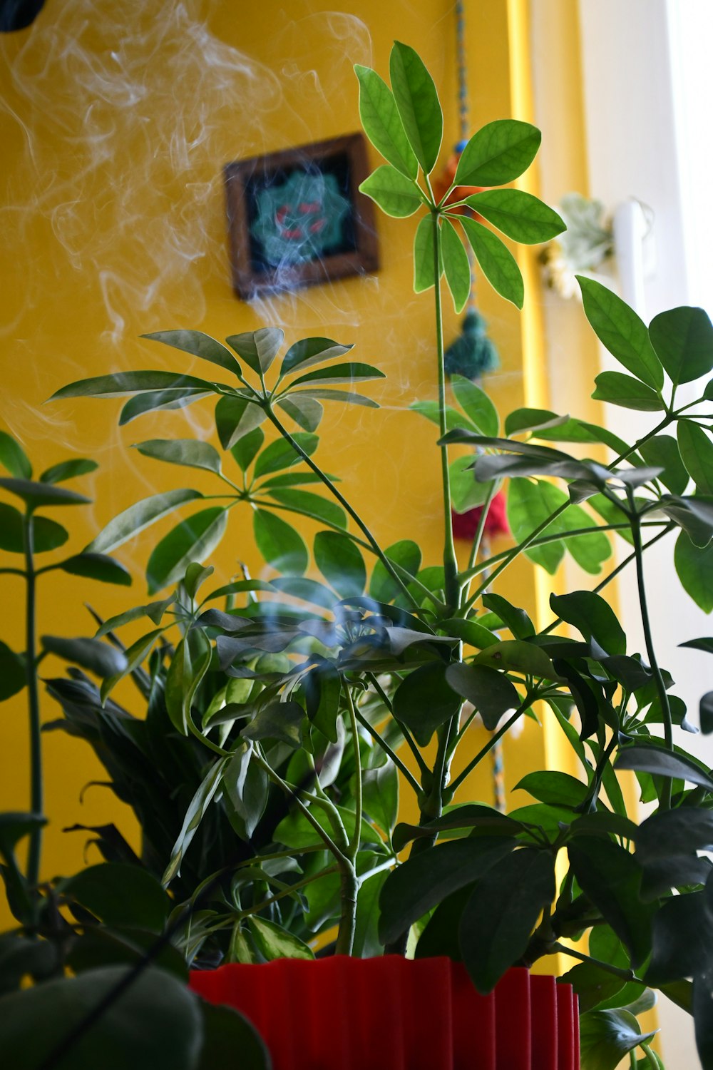 green plant near yellow wall