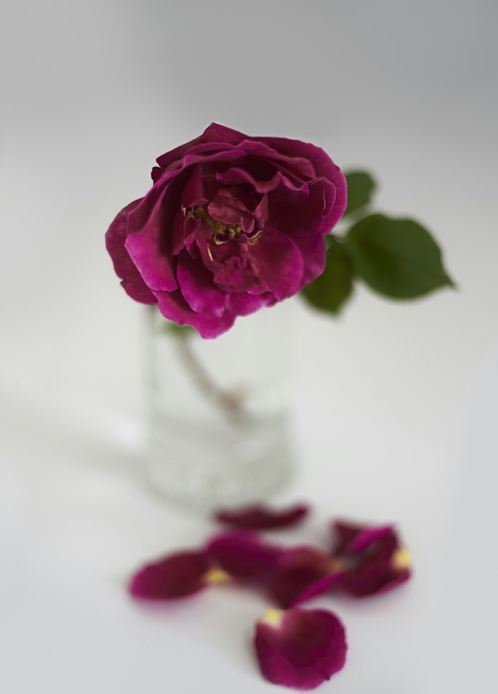 Rose rose dans un vase en verre transparent