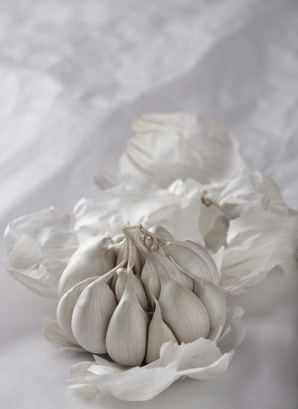 white flower in macro shot