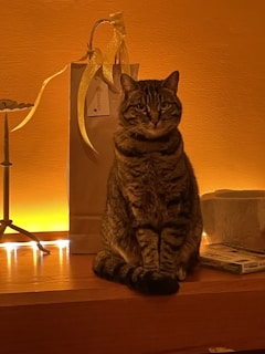 A tabby cat sits on a wooden surface, surrounded by a warm, ambient glow from yellow lighting. Behind the cat, there is a paper gift bag with a yellow ribbon and a label attached. Adjacent to the cat is a small metallic object and a stack of books or boxes.