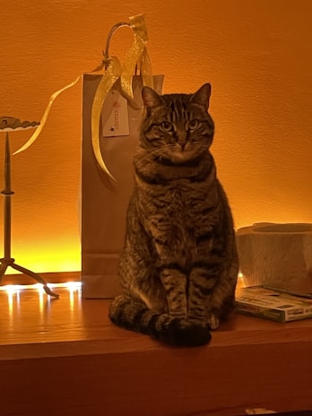 A tabby cat sits on a wooden surface, surrounded by a warm, ambient glow from yellow lighting. Behind the cat, there is a paper gift bag with a yellow ribbon and a label attached. Adjacent to the cat is a small metallic object and a stack of books or boxes.