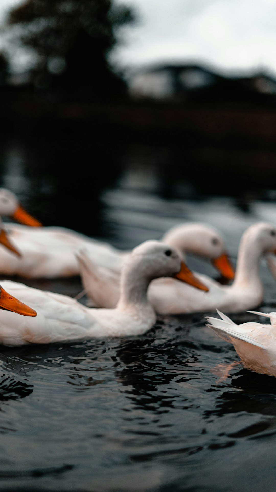 white swan on water during daytime