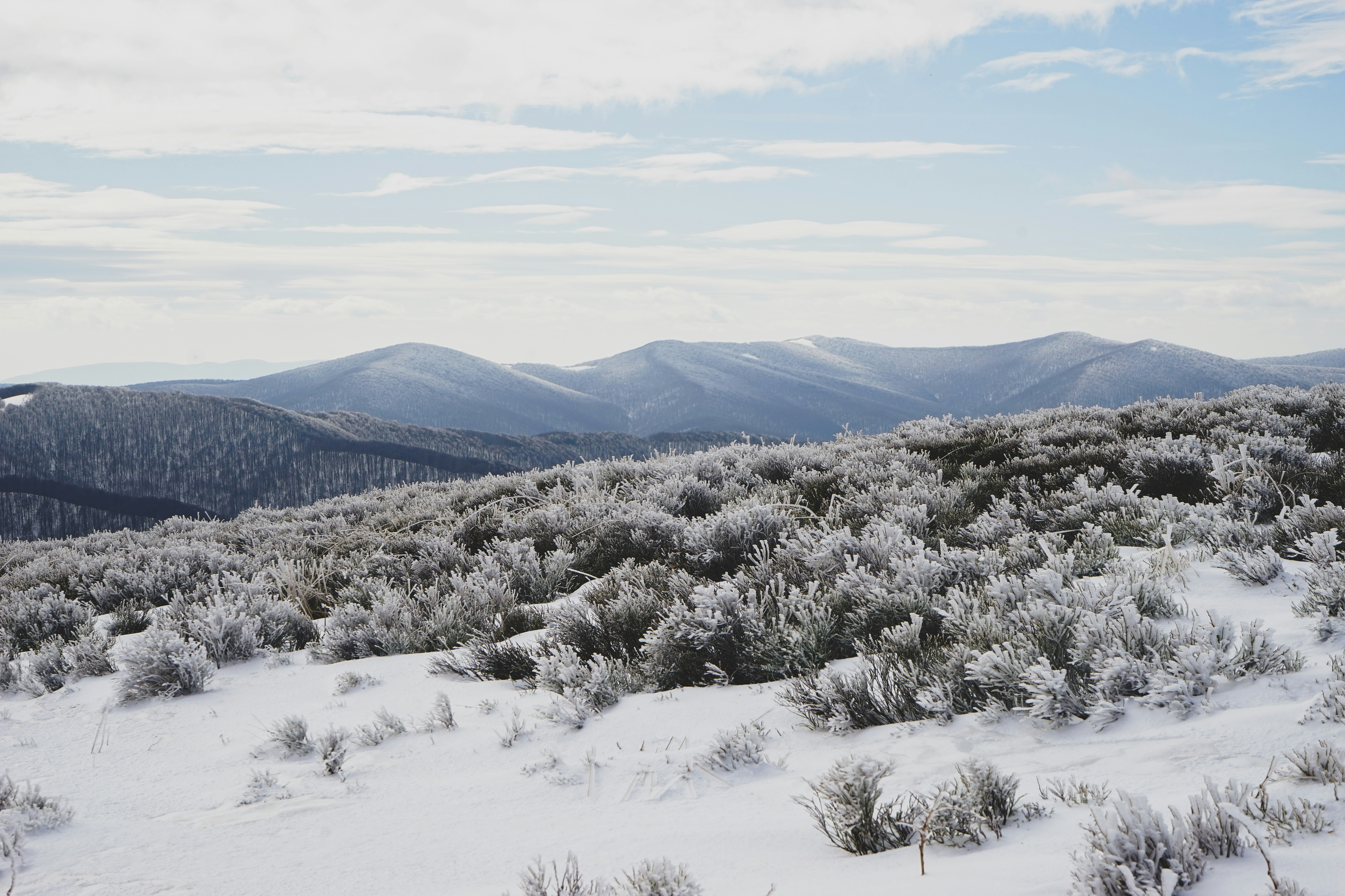 árboles verdes en el suelo cubierto de nieve durante el día